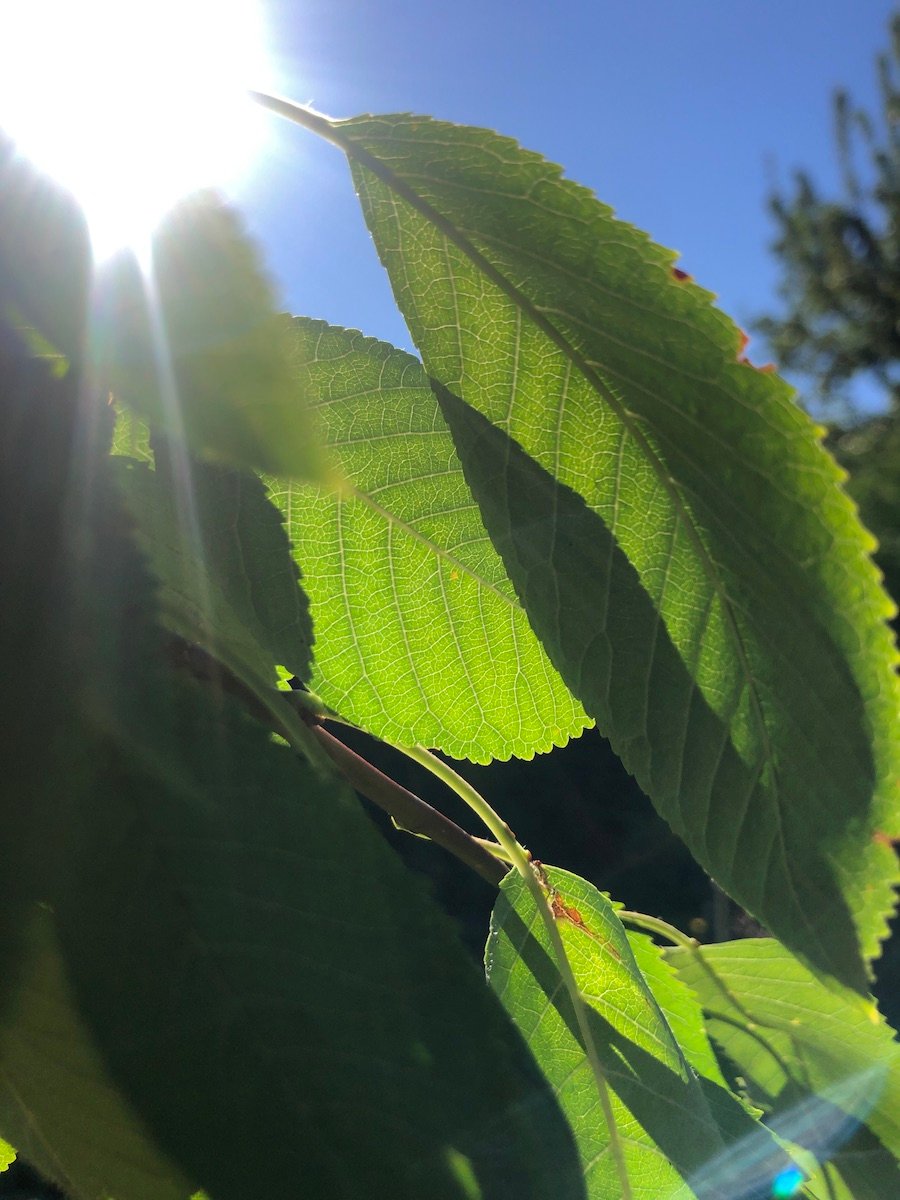 leaves in Toronto, Canada